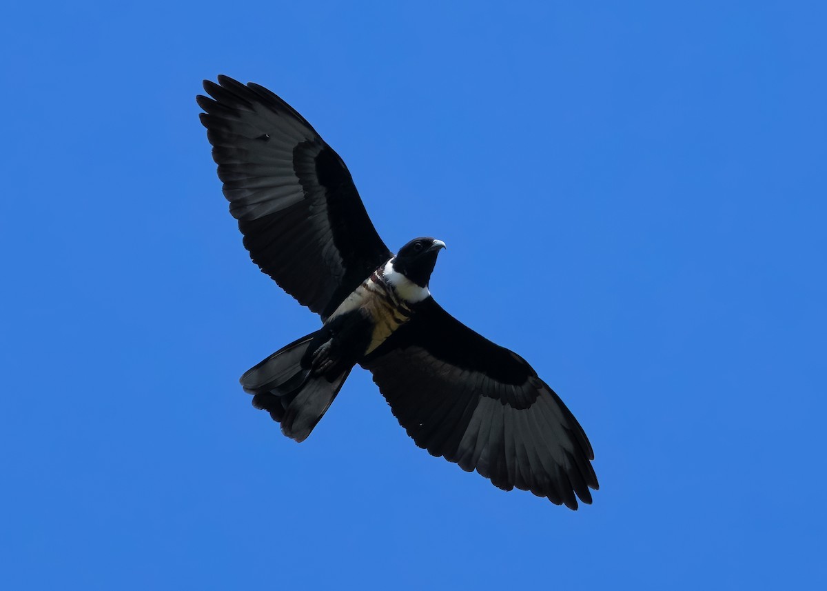 Black Baza - ML624679347
