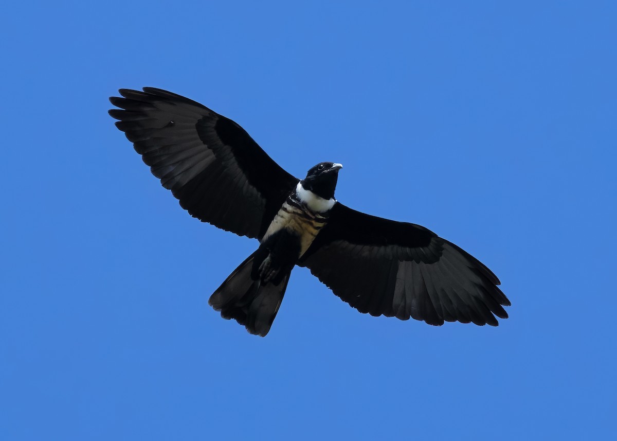 Black Baza - ML624679348