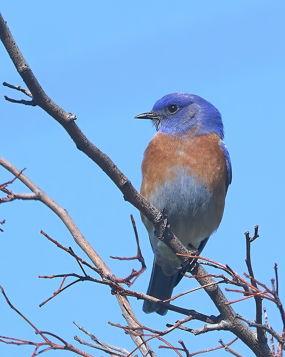 Western Bluebird - ML624679362