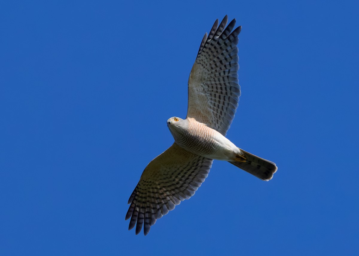 Shikra (Asian) - ML624679368