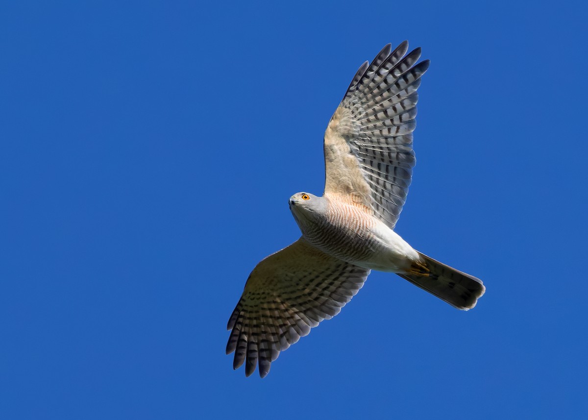 Shikra (Asian) - ML624679369