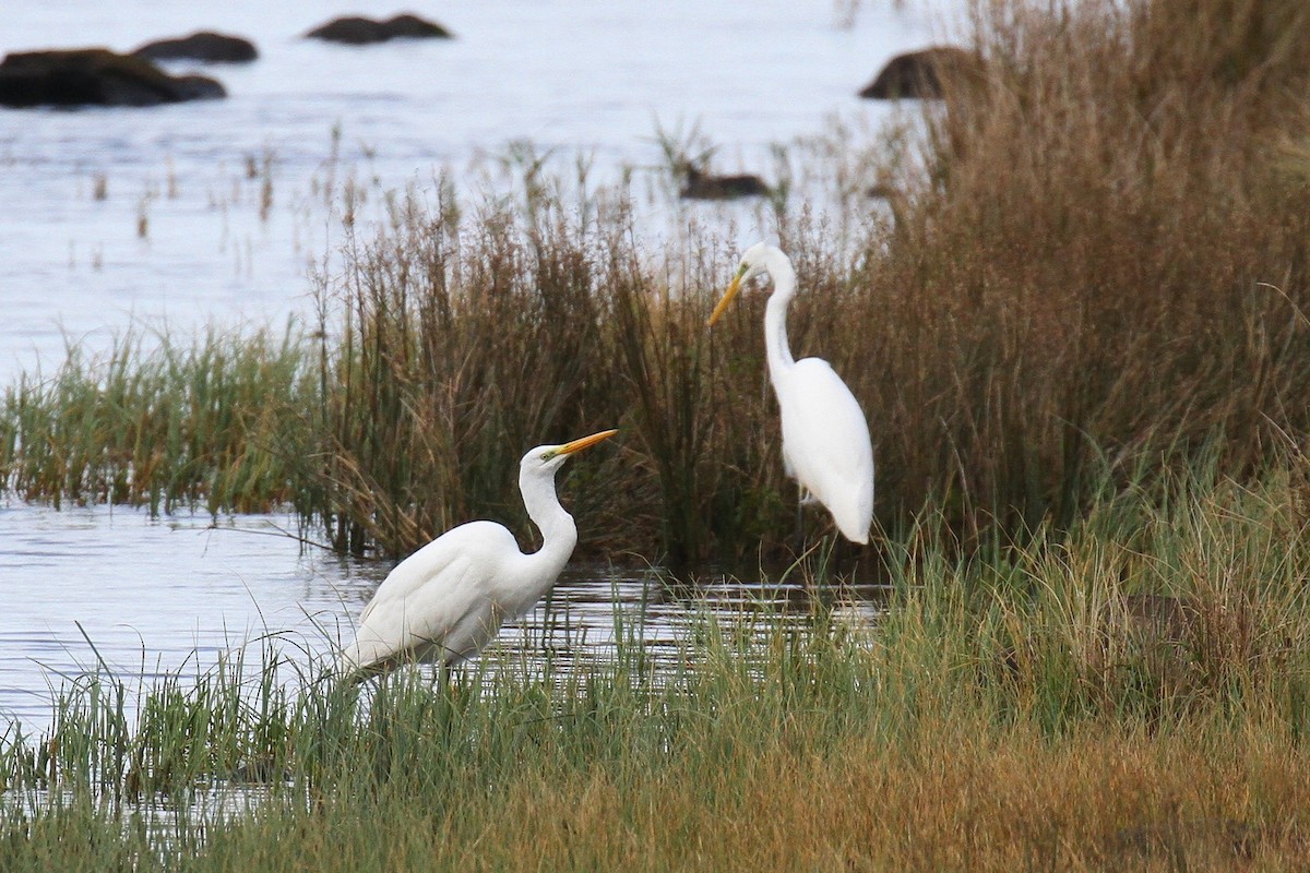 Great Egret - ML624679384