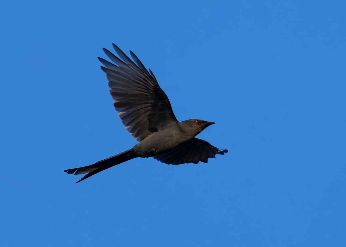 Ashy Drongo (Sooty) - ML624679389