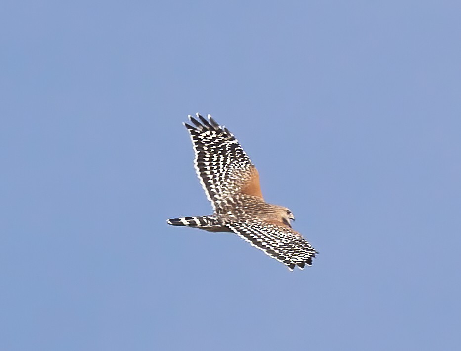 Red-shouldered Hawk - ML624679474