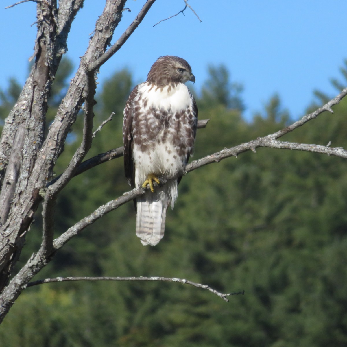 Red-tailed Hawk - ML624679605