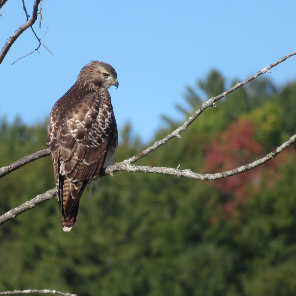 Red-tailed Hawk - ML624679613