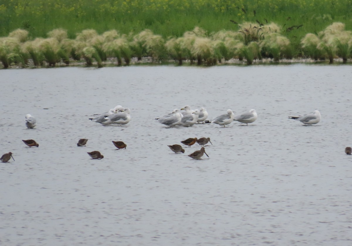 Ring-billed Gull - ML624679702