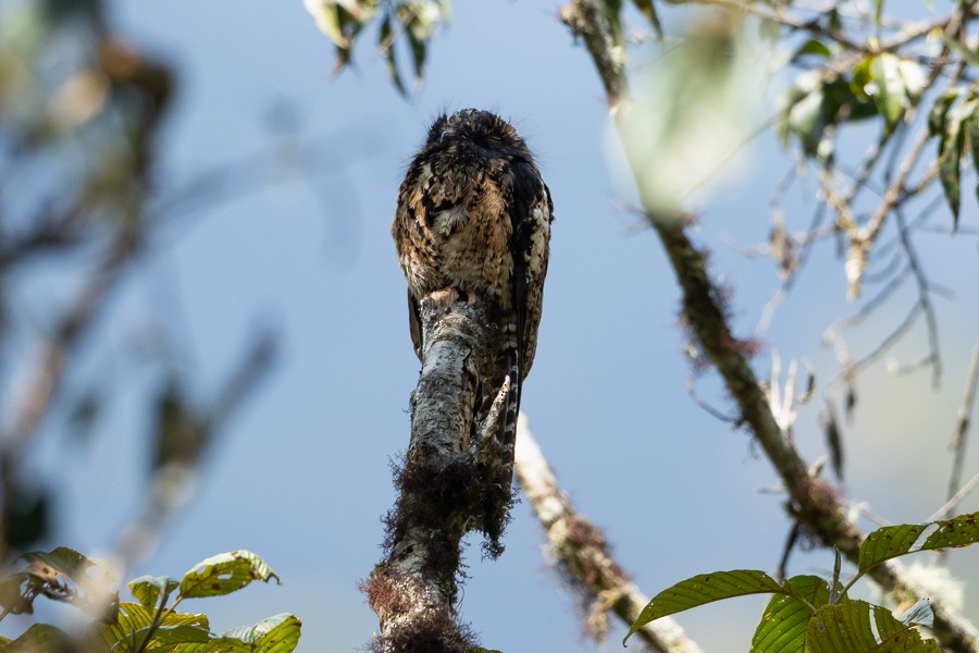 Andean Potoo - ML624679727