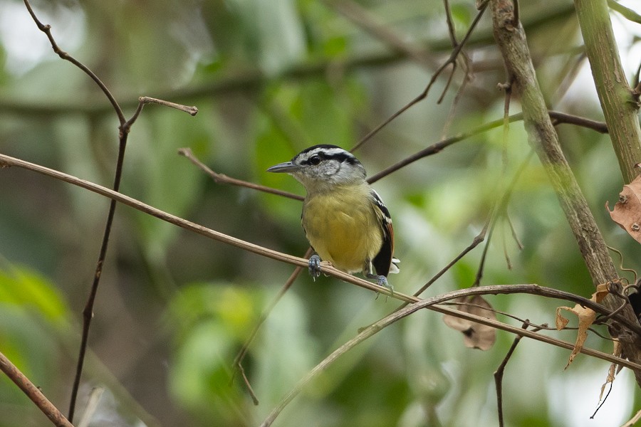 Rusty-winged Antwren - ML624680043