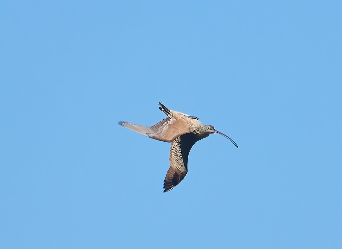 Long-billed Curlew - Brooke Miller