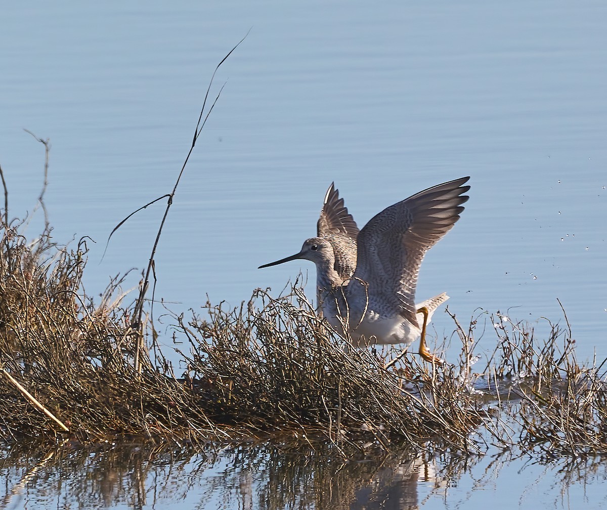 Greater Yellowlegs - ML624680185