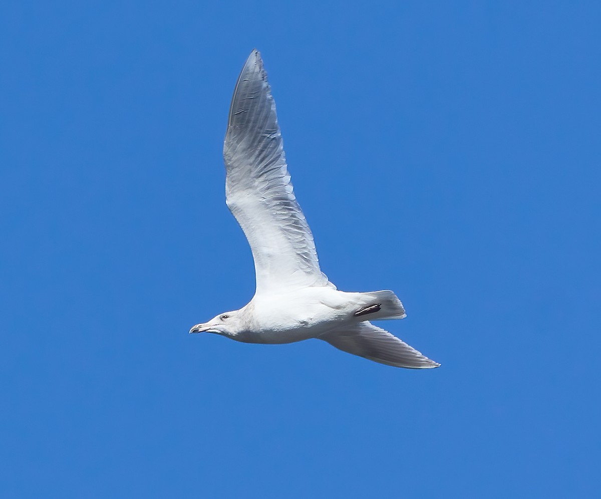 Glaucous-winged Gull - Brooke Miller