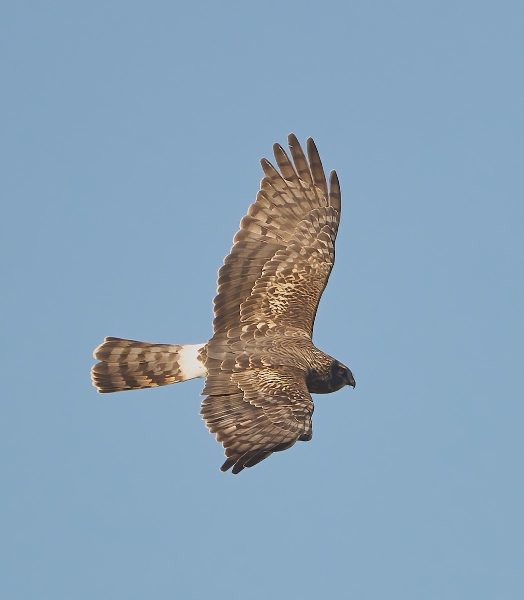 Northern Harrier - ML624680251