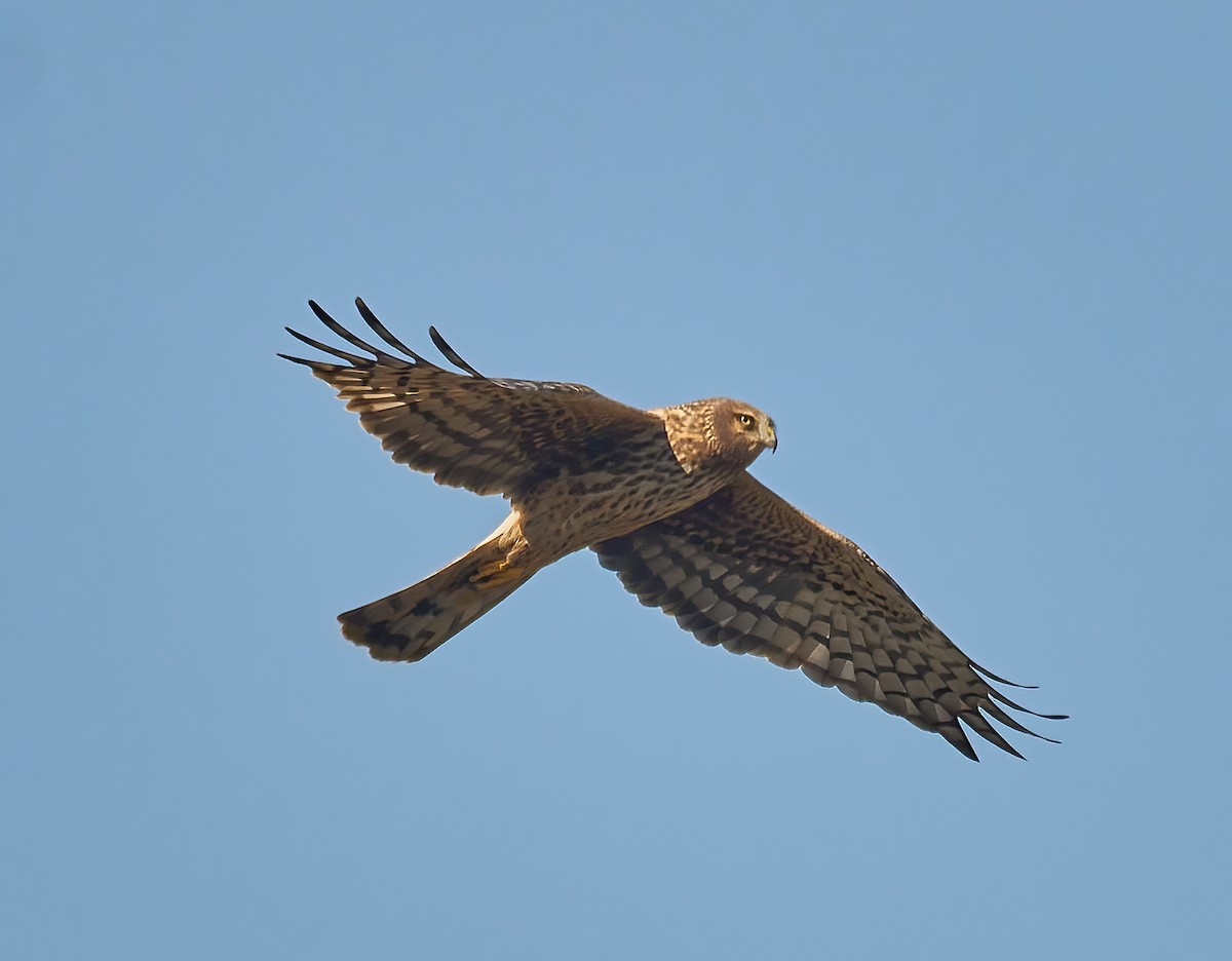 Northern Harrier - ML624680252