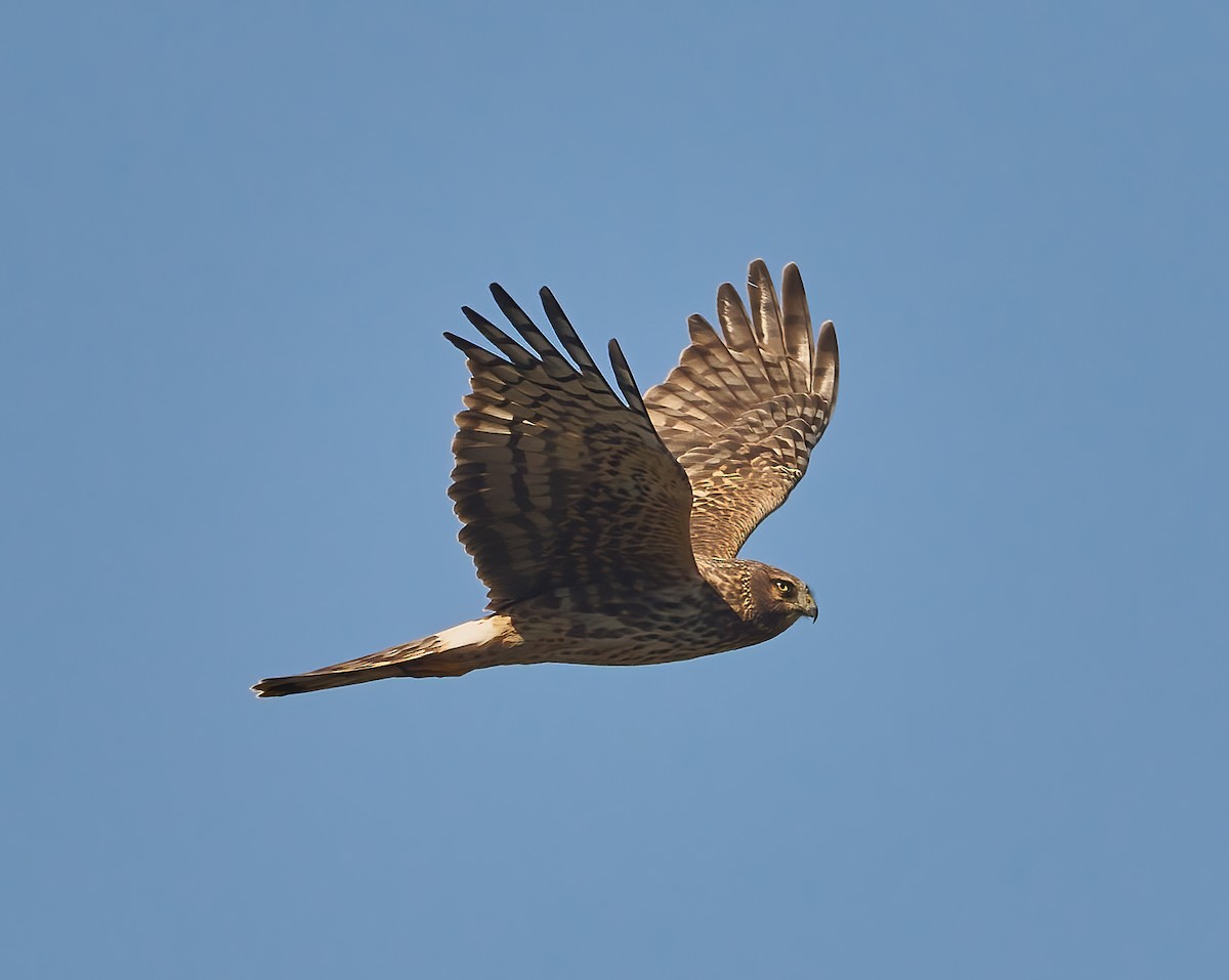 Northern Harrier - ML624680253