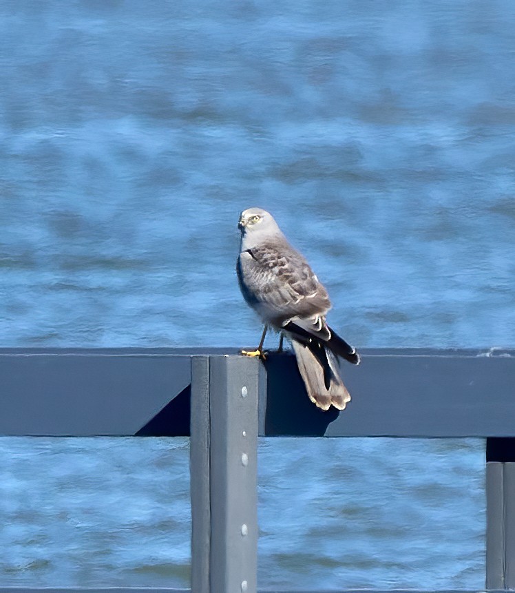 Northern Harrier - ML624680254