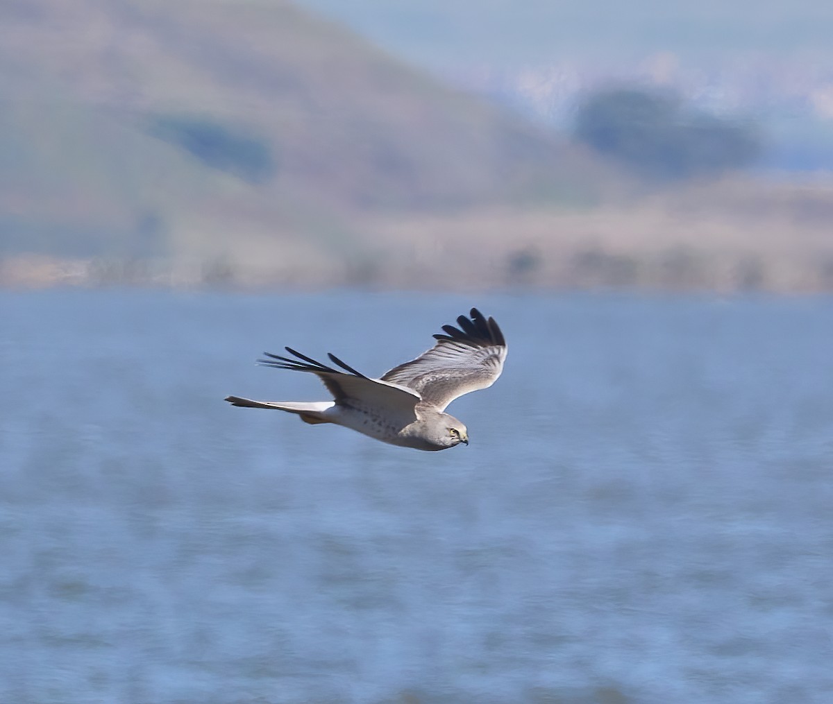 Northern Harrier - ML624680256