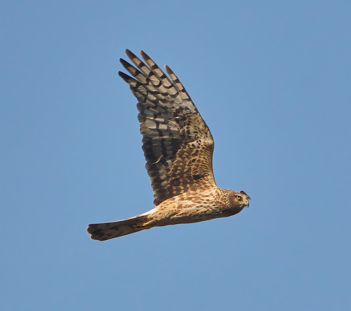 Northern Harrier - ML624680257