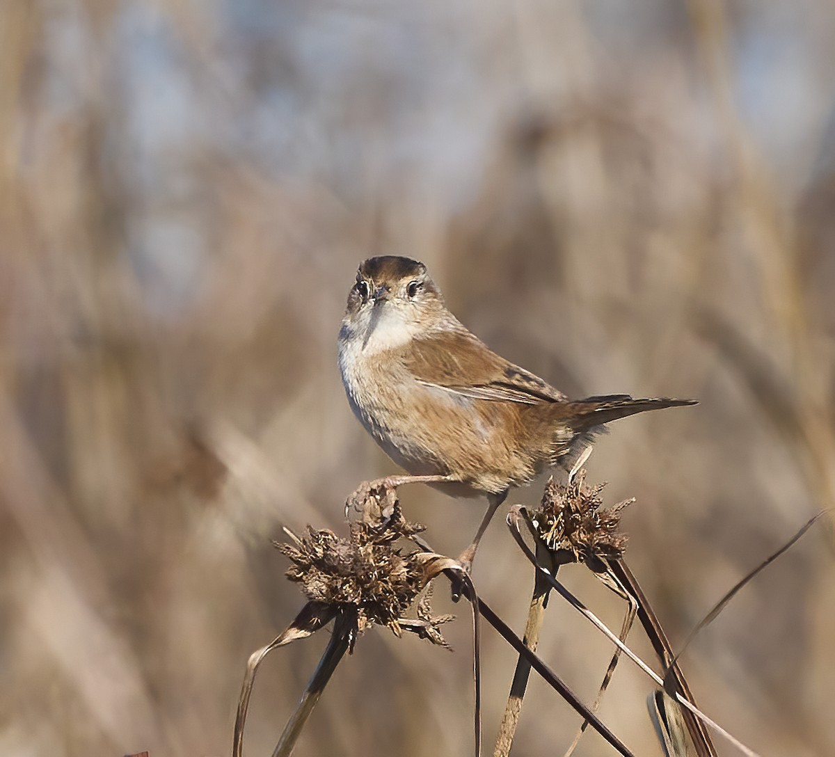 Marsh Wren - ML624680276