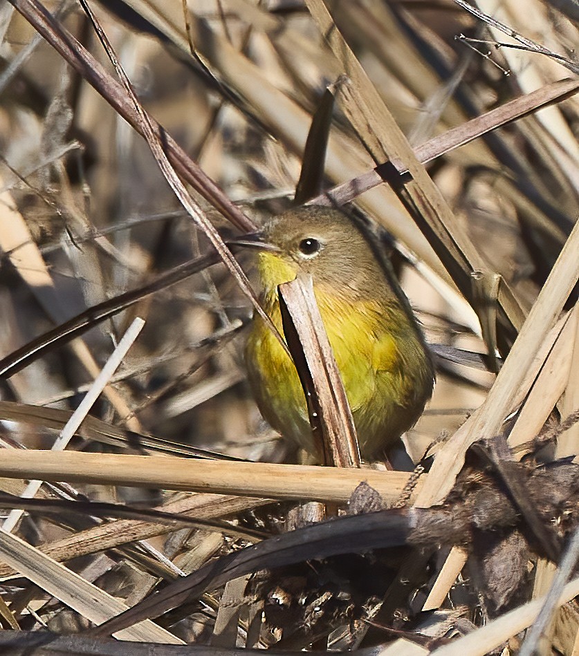 Common Yellowthroat - ML624680352