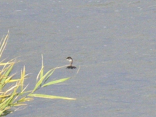 Red-necked Grebe - ML624680469