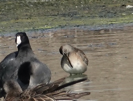 Short-billed Dowitcher - ML624680489