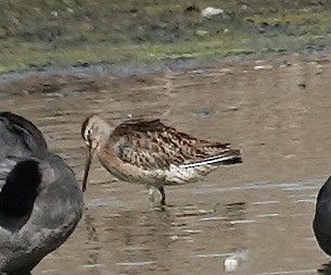 Short-billed Dowitcher - ML624680494