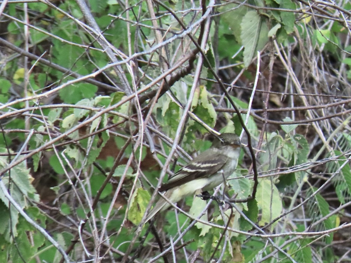Alder Flycatcher - ML624680515
