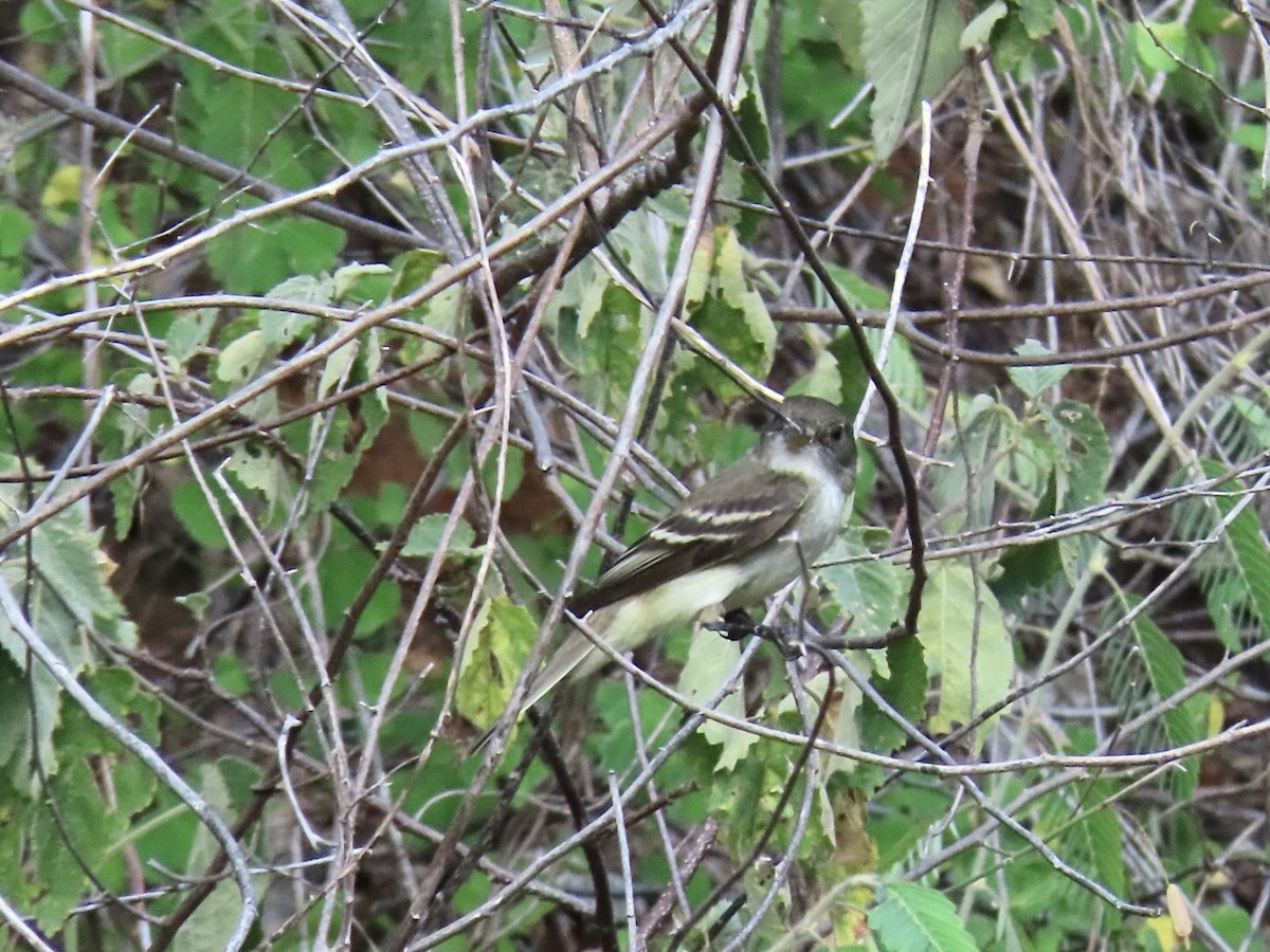 Alder Flycatcher - ML624680516