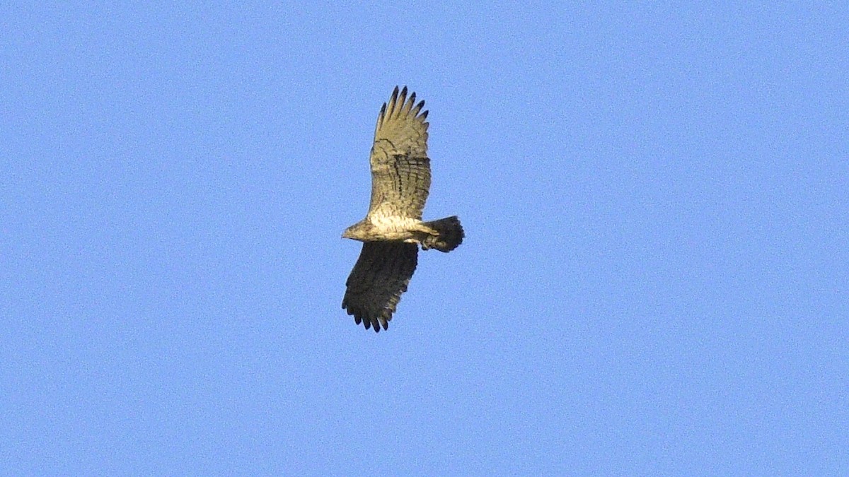 Short-toed Snake-Eagle - ML624680519