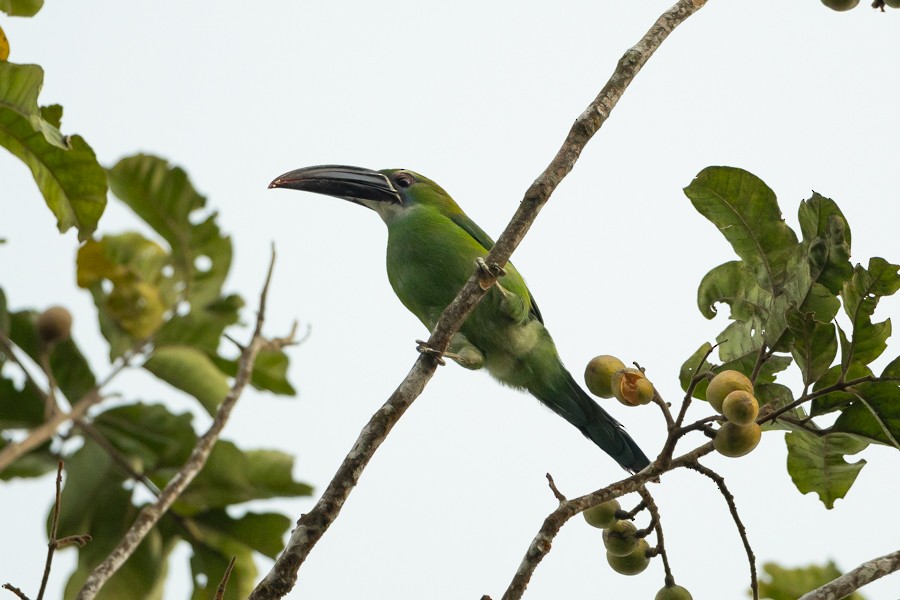 Toucanet de Derby - ML624680520