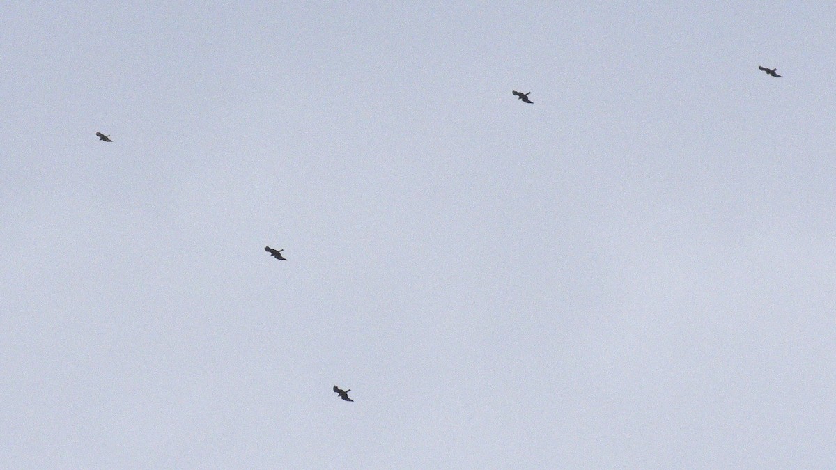 Black Kite - ML624680545