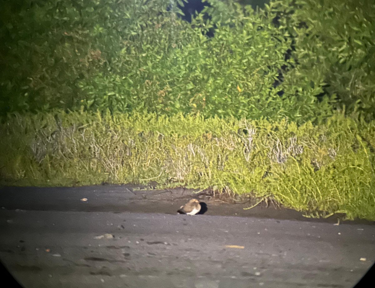 Nacunda Nighthawk - ML624680605