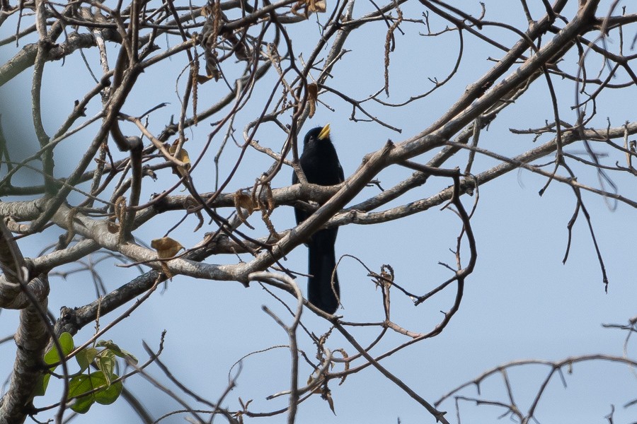 Yellow-billed Nunbird - ML624680643