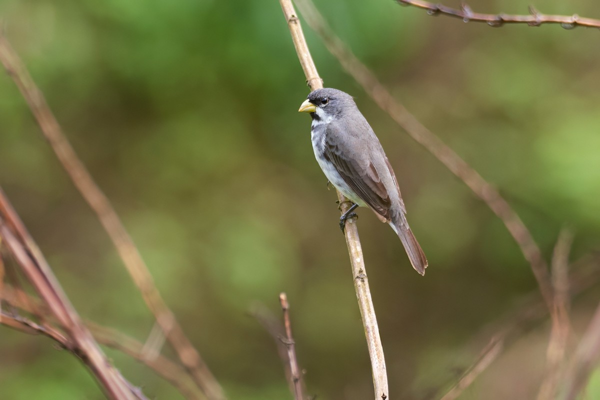 Double-collared Seedeater - ML624681078