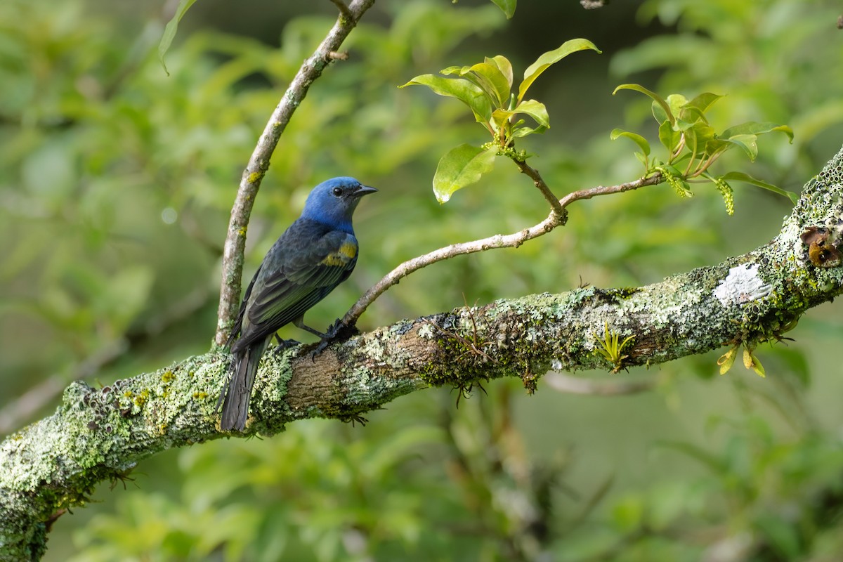 Golden-chevroned Tanager - ML624681110