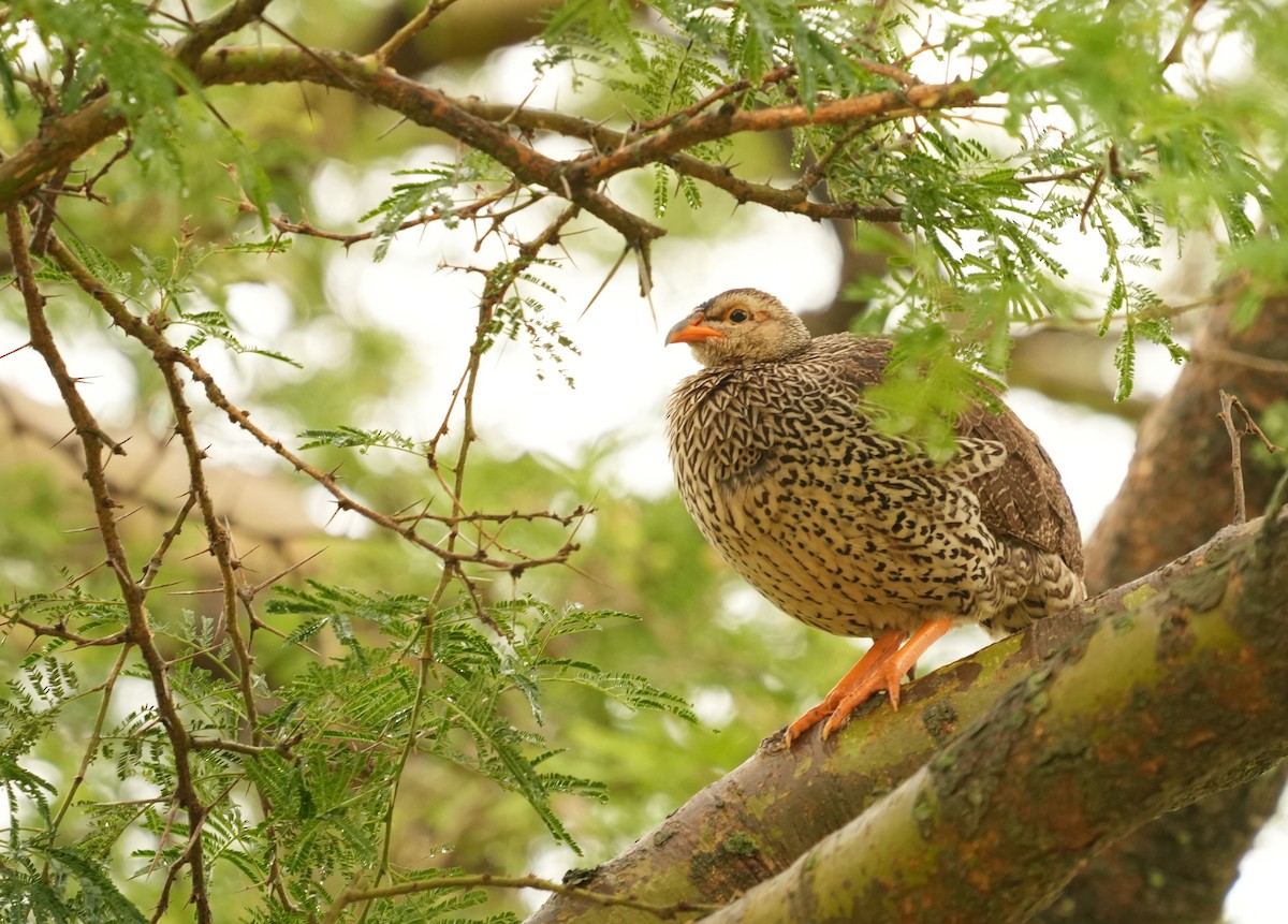 Francolin à bec jaune - ML624681122