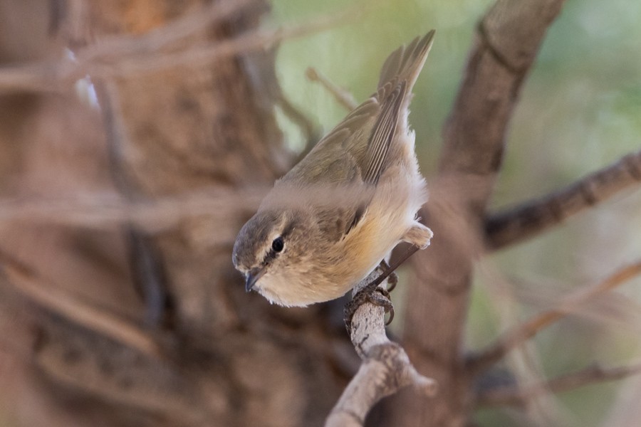 Plain Leaf Warbler - ML624681219