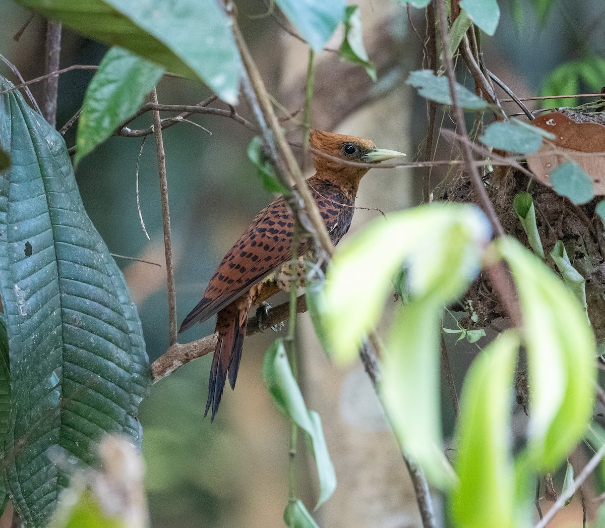 Waved Woodpecker (Waved) - ML624681480