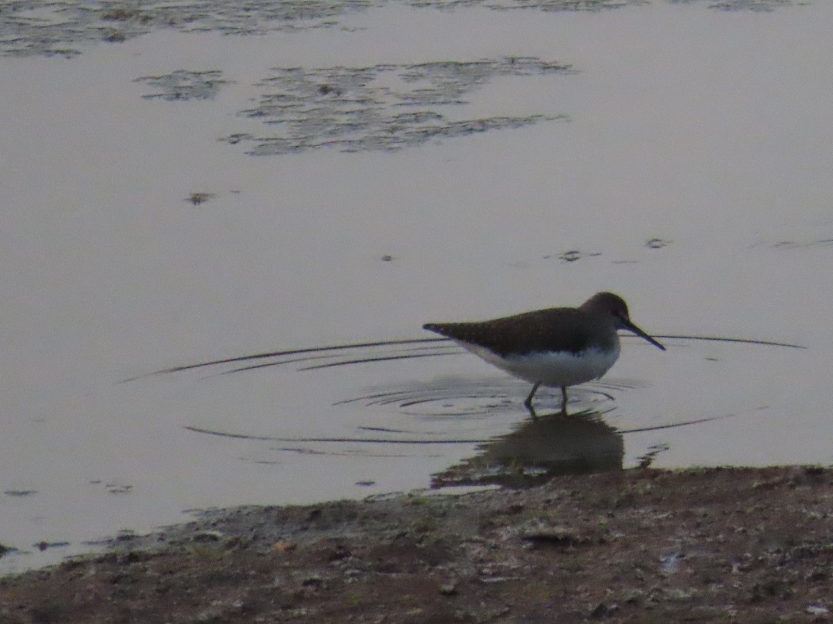 Green Sandpiper - ML624681515