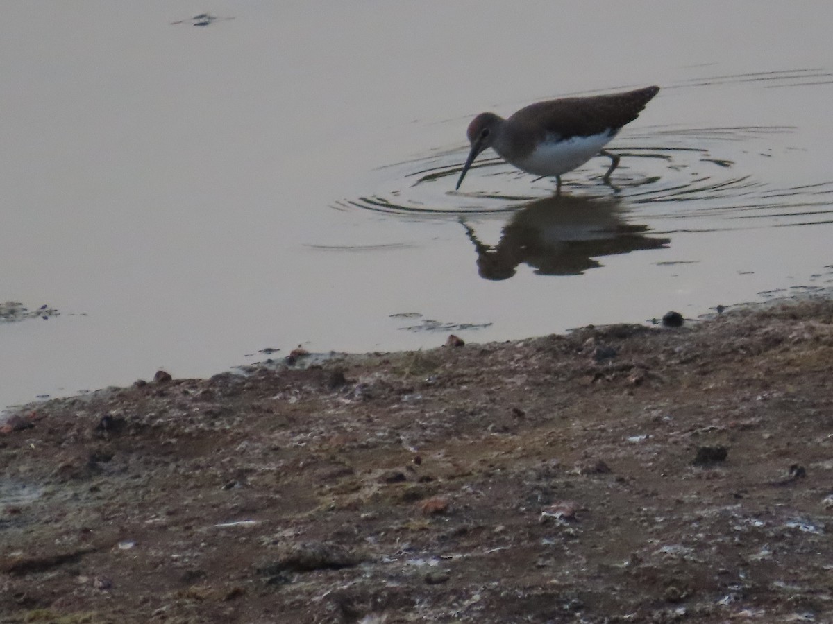 Green Sandpiper - ML624681516