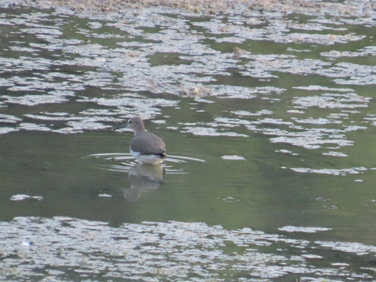 Green Sandpiper - ML624681517