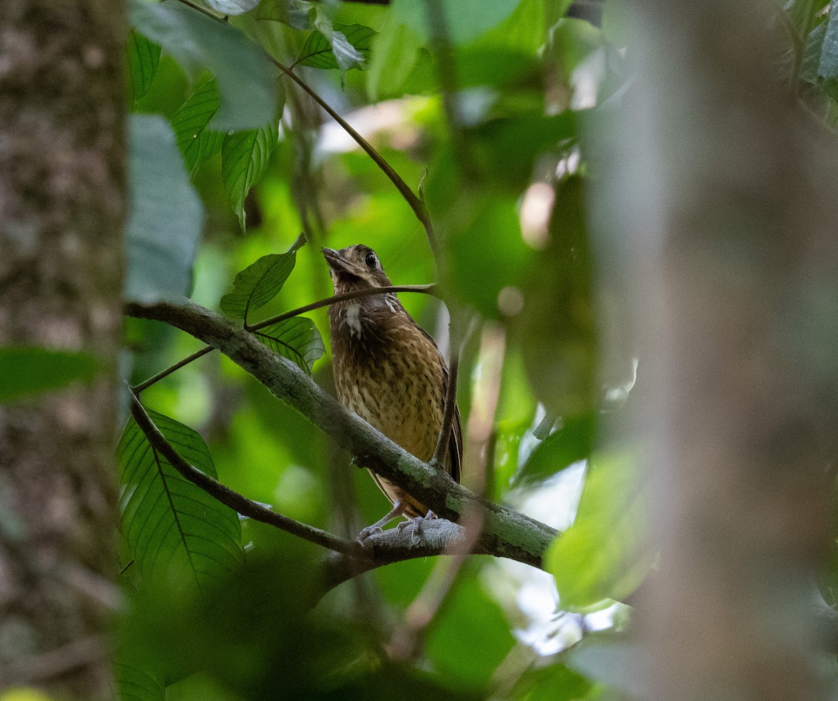 Variegated Antpitta - ML624681530