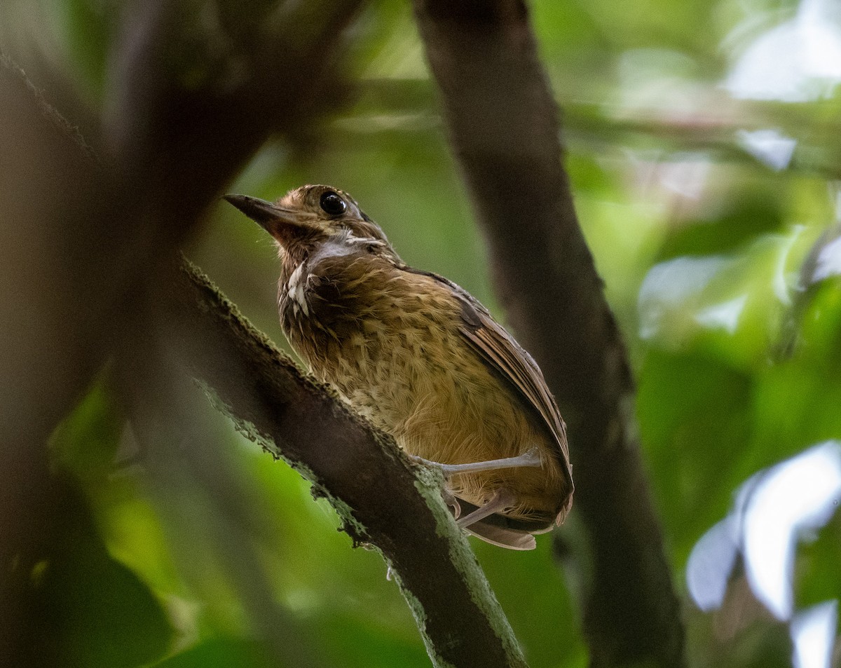 Variegated Antpitta - ML624681531