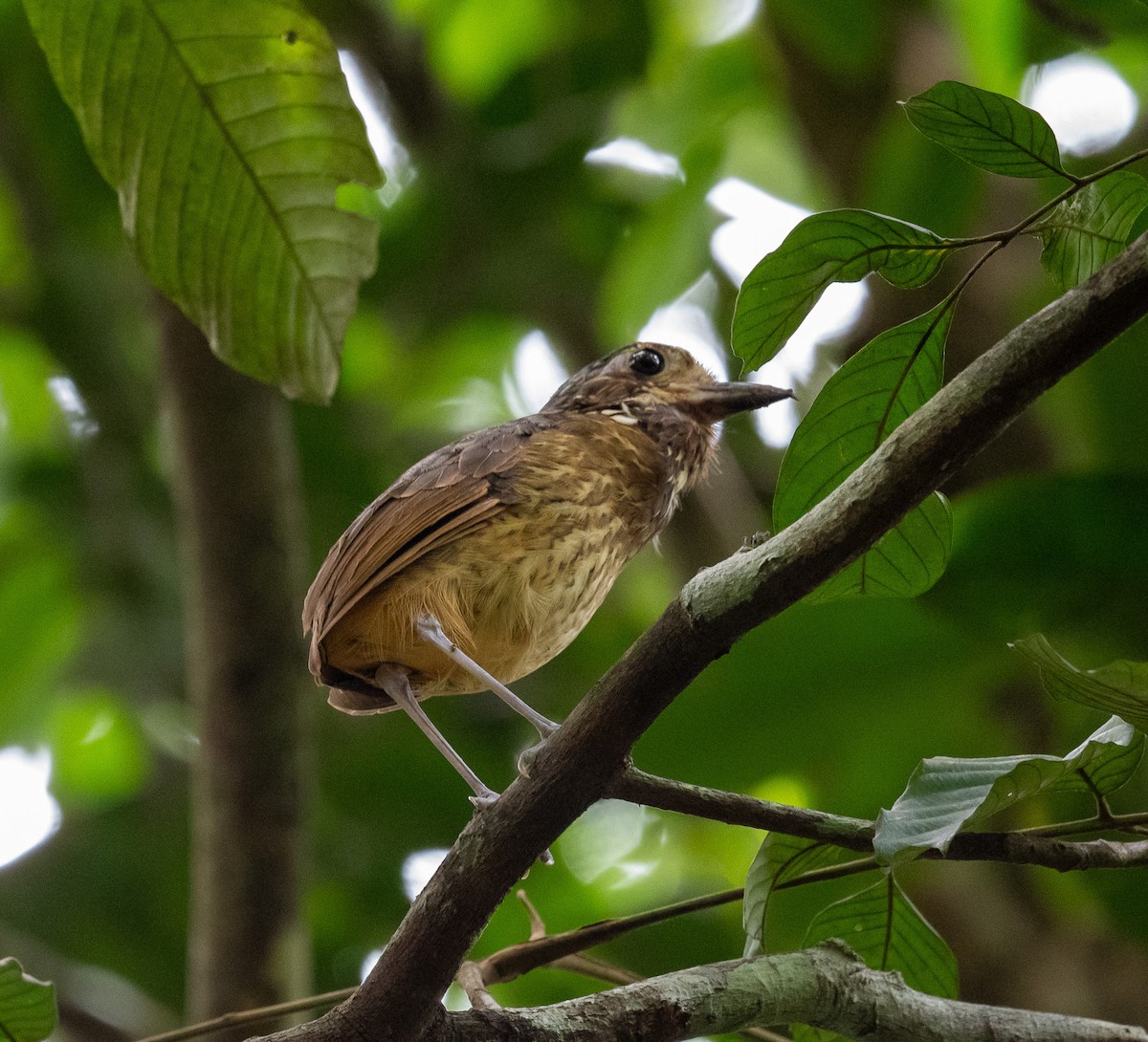 Variegated Antpitta - ML624681533