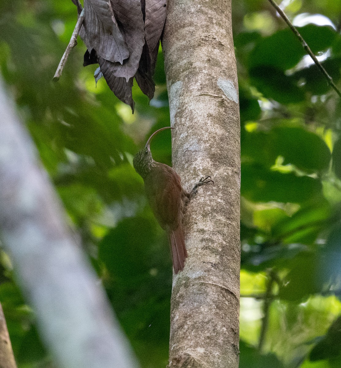 Curve-billed Scythebill - ML624681560