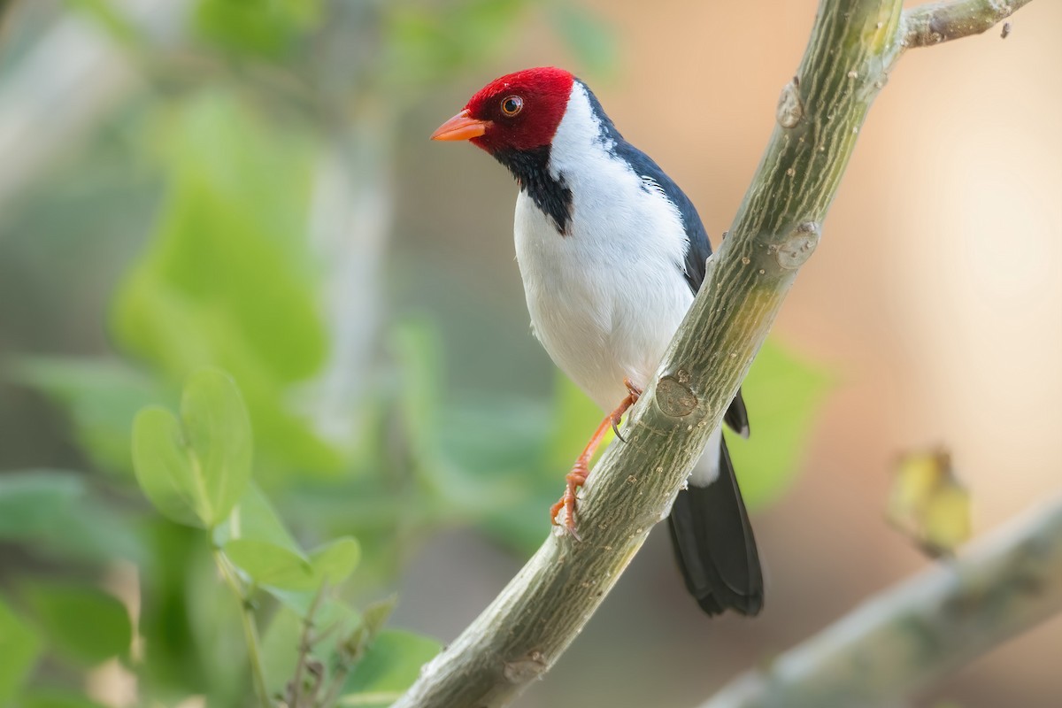 Yellow-billed Cardinal - ML624681614