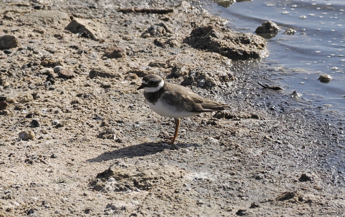 Common Ringed Plover - ML624681622