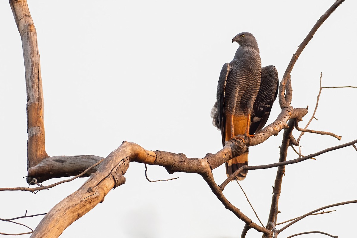 Crane Hawk (Banded) - ML624681819