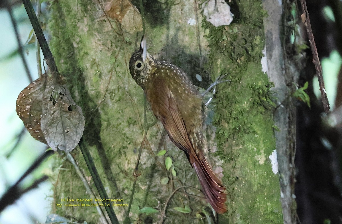 Olive-backed Woodcreeper - ML624681858